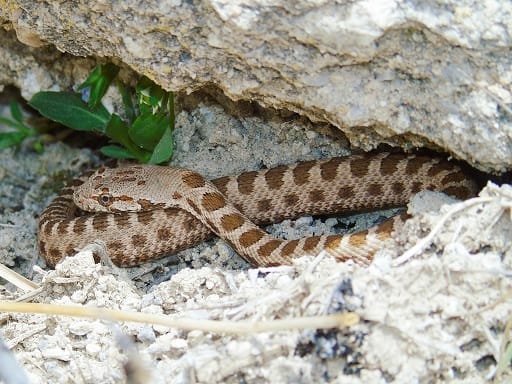 Hemorrhois nummifer coin marked snake