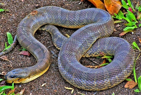 Homalopsis buccata puff face watersnake