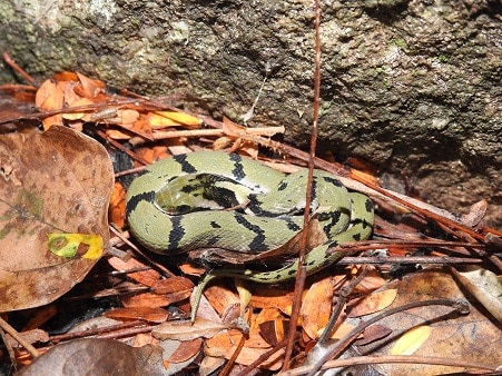 Indian Green Keelback Rhabdophis plumbicolor