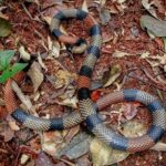 Micrurus spixii snake Amazon coral