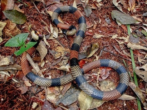 Micrurus spixii snake Amazon coral