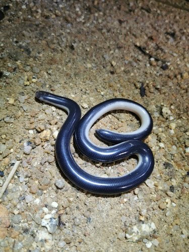 Müller's Blind Snake (Argyrophis muelleri)