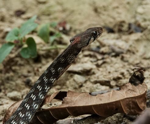 Rhabdophis bindi bindee keelback