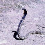 Rinkhals Hemachatus haemachatus dangerous snake