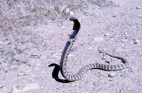 Rinkhals Hemachatus haemachatus dangerous snake