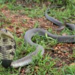 Snouted Cobra Naja annulifera bite