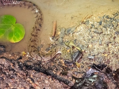 Southeast Asian Bockadam (Cerberus schneiderii)