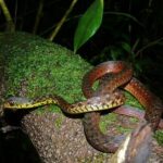 Speckle-bellied Keelback (Rhabdophis chrysargos)