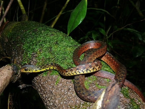 Speckle-bellied Keelback (Rhabdophis chrysargos)