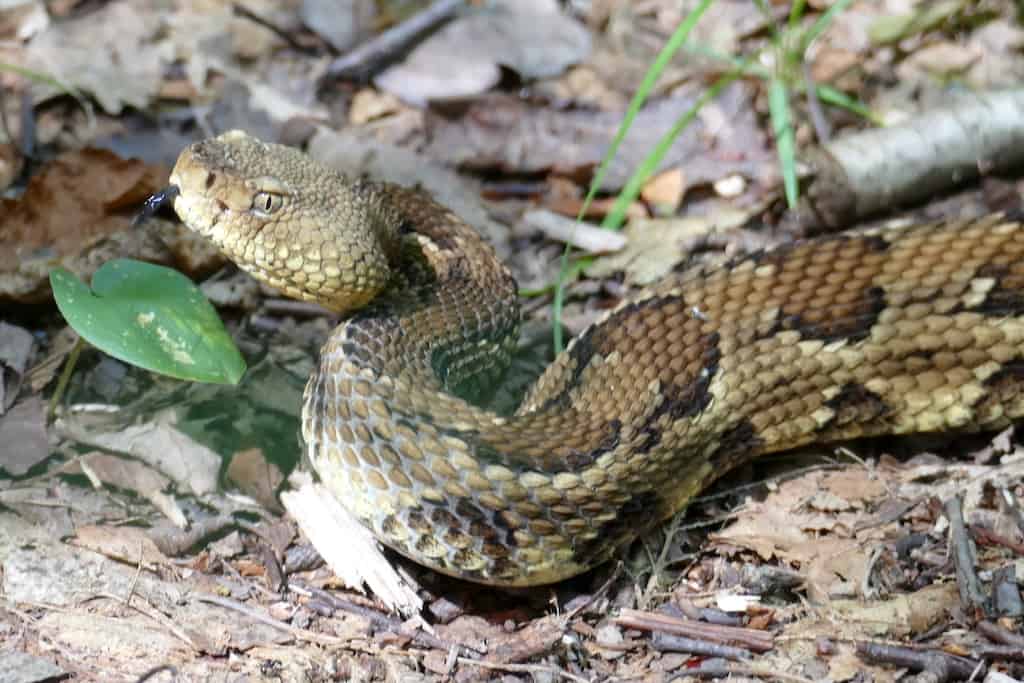 Timber Rattlesnake Crotalus horridus USA