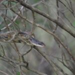 Western Ratsnake Pantherophis obsoletus tree