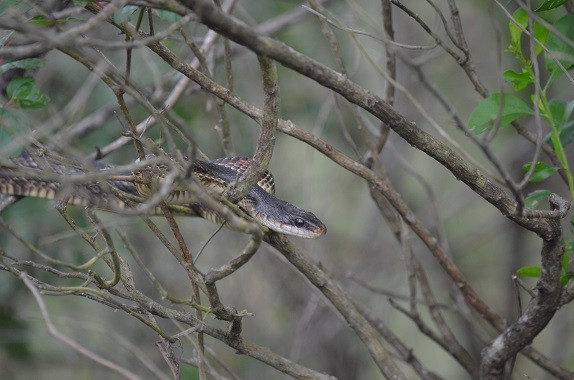 Western Ratsnake Pantherophis obsoletus tree