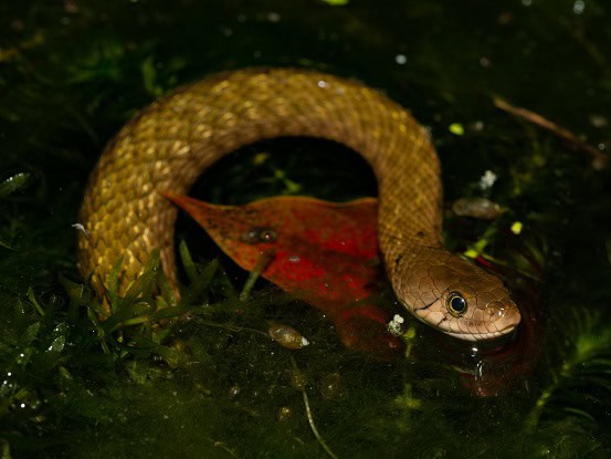 Yellow-Spotted Keelback, Fowlea flavipunctata