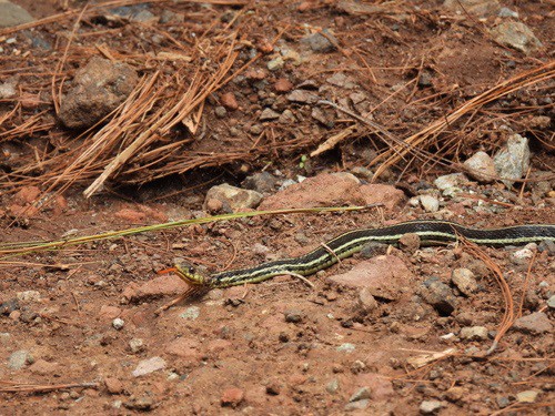 Yellow-throated Garter Snake (Thamnophis pulchrilatus)