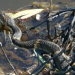 banded Watersnake Nerodia fasciata rainwater