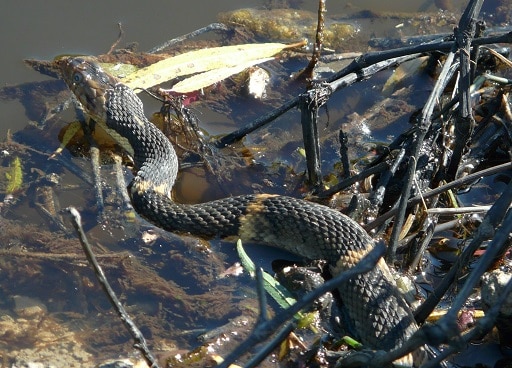 banded Watersnake Nerodia fasciata rainwater