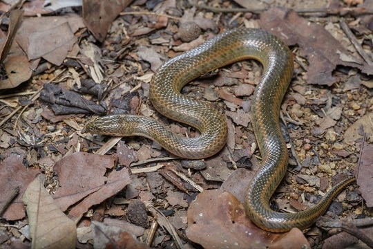 enhydris subtaeniata mekong mud snake