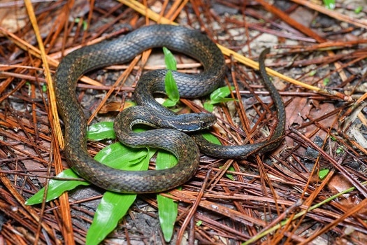 hebius khasiense thai water snakes