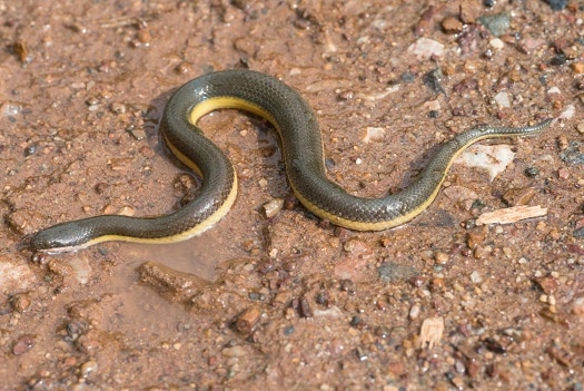 hypsiscopus murphyi murphy's water snake