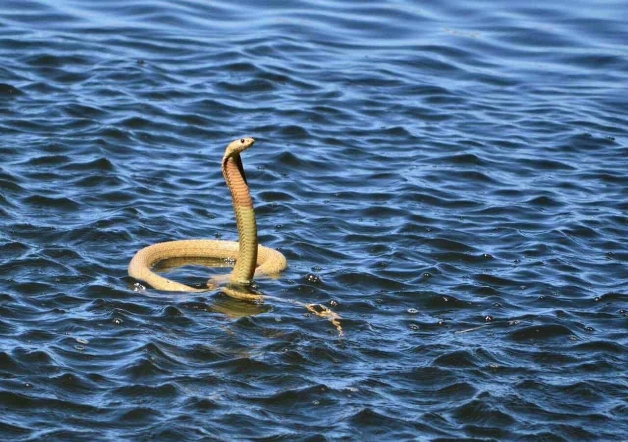 naja nivea cape cobra swimming