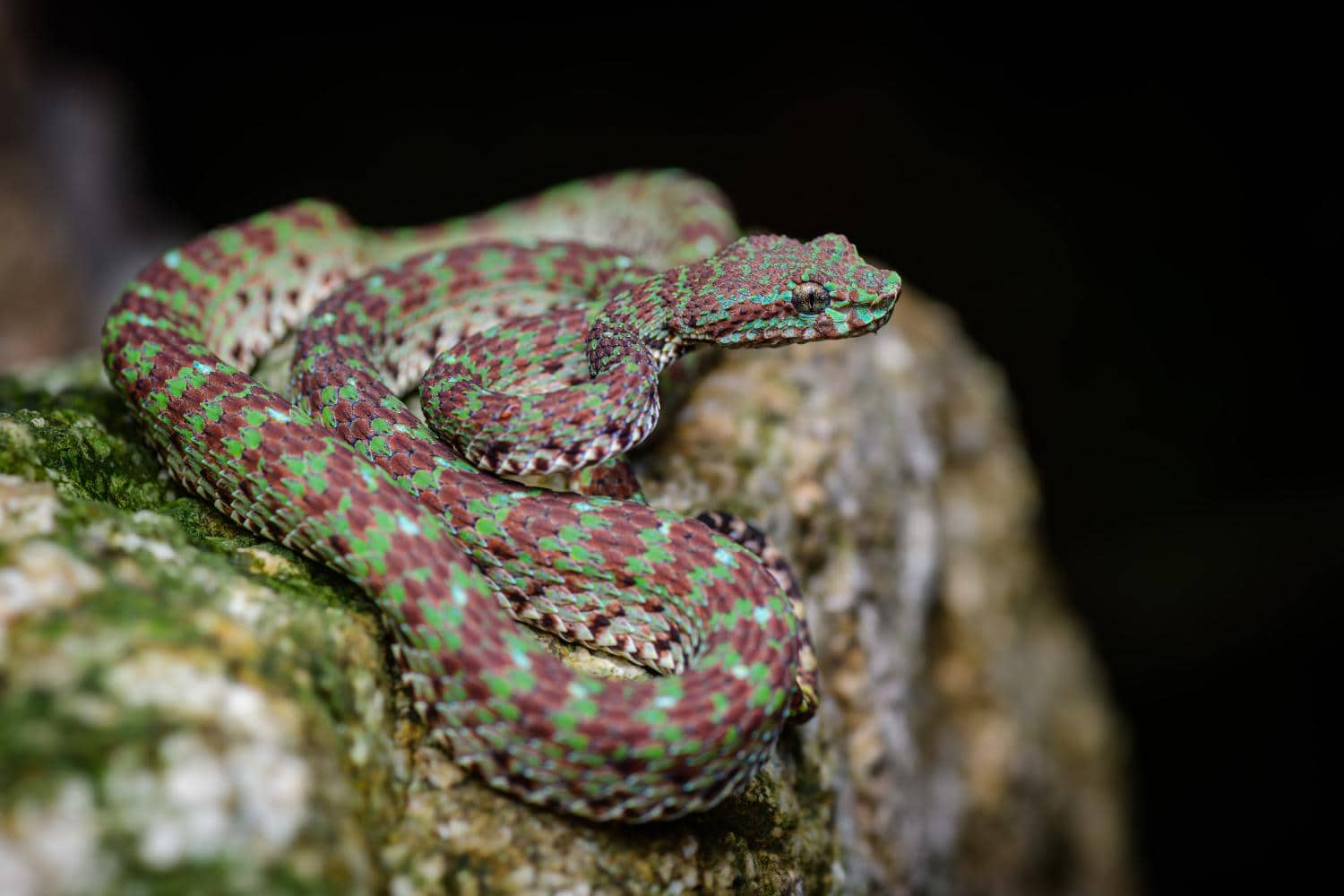 trimeresurus ciliaris limestone eyelash pitviper