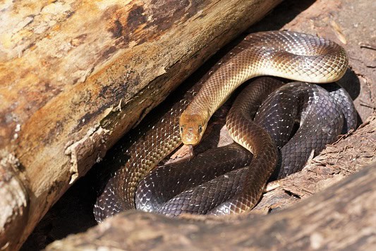 Aesculapian Snake Zamenis longissimus