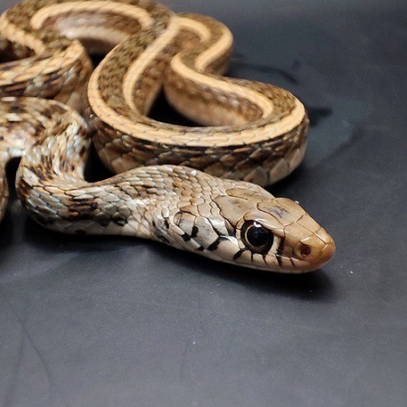 Amphiesma stolatum buff-striped keelback india