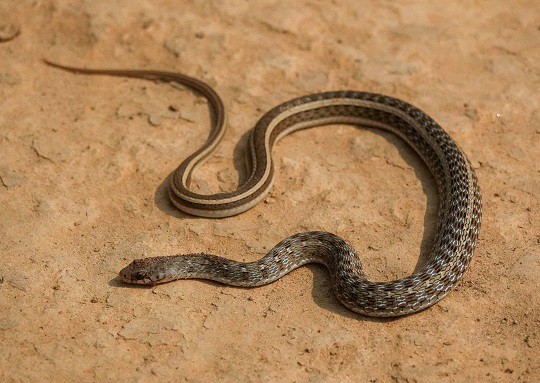 Amphiesma stolatum buff-striped keelback