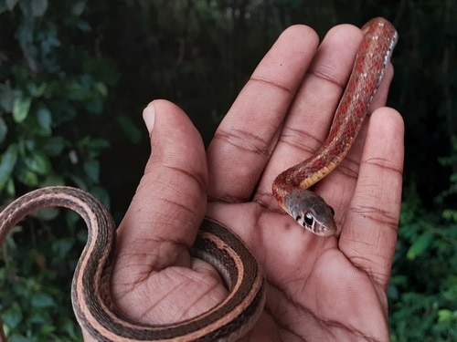 Amphiesma stolatum keelback snake india