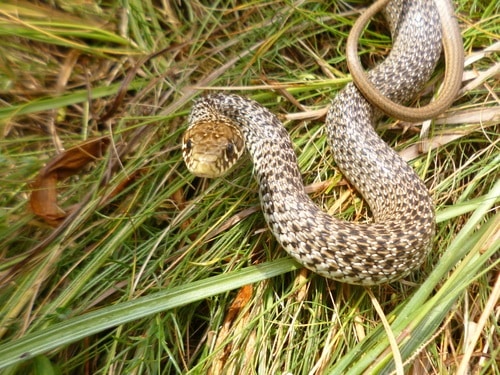 Balkan Whip Snake Hierophis gemonensis