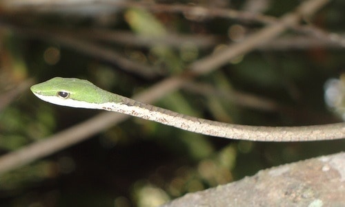 Bird Snake (Thelotornis kirtlandii) trees