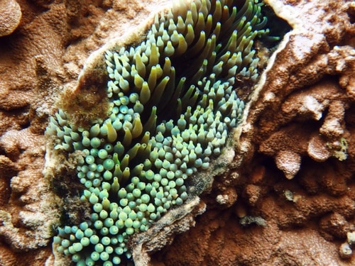 Bubble-tip Anemone hydrophis major