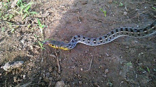 Buff Striped Keelback Amphiesma stolatum india