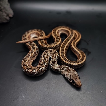 Buff Striped Keelback Amphiesma stolatum patterns