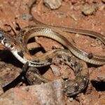 Buff-striped Keelback Amphiesma stolatum