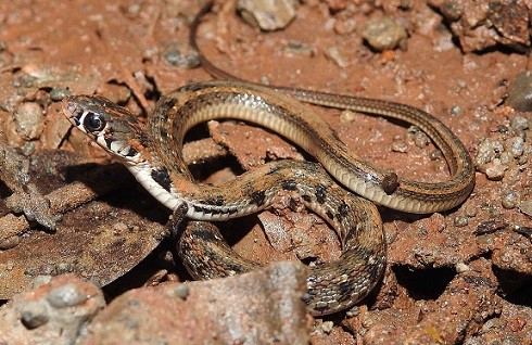 Buff-striped Keelback Amphiesma stolatum