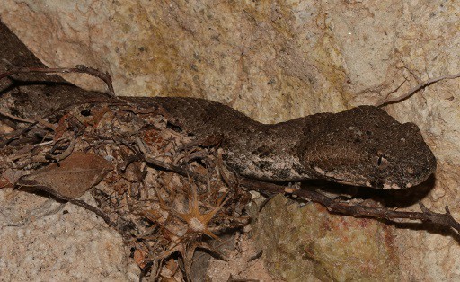 Cyclades Blunt-nosed Viper Macrovipera schweizeri