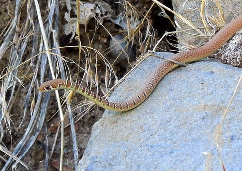 Dahl's Whip Snake (Platyceps najadum)