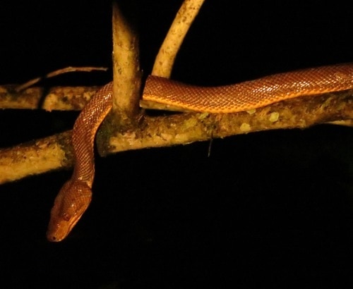 Dormilona (Corallus ruschenbergerii) tree snake