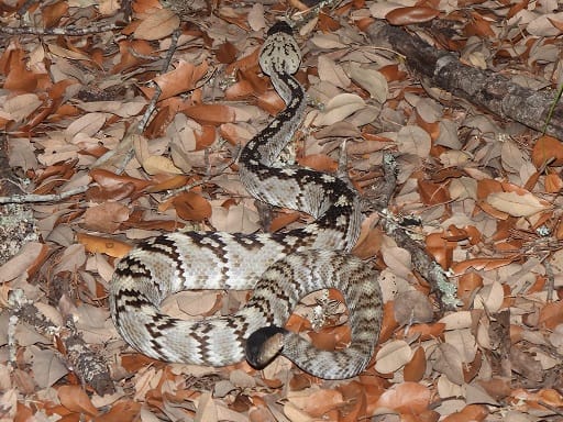 Eastern Black-tailed Rattlesnake Crotalus ornatus