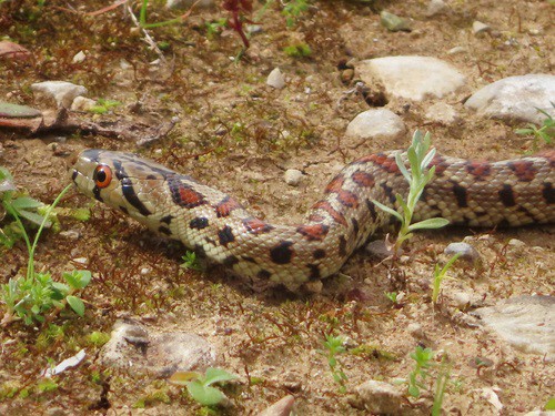 European Ratsnake (Zamenis situla) greece