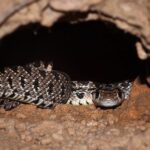 Hemorrhois hippocrepis (horseshoe whipsnake)