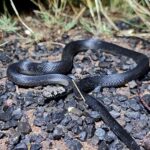 Hoplocephalus bitorquatus pale headed snake