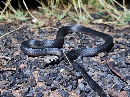 Hoplocephalus bitorquatus pale headed snake