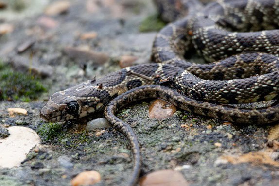 Horseshoe Whip Snake Hemorrhois Spain