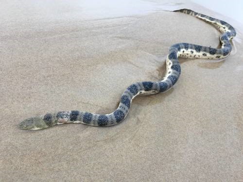 Hydrophis major (greater sea snake)