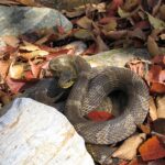 Korean rat snake (Elaphe anomala)