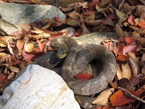 Korean rat snake (Elaphe anomala)