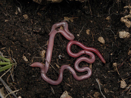 Letheobia simonii, Israeli worm snake