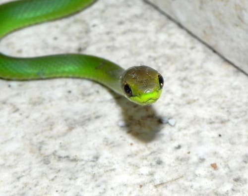 Lichtenstein's Green Racer Philodryas olfersii